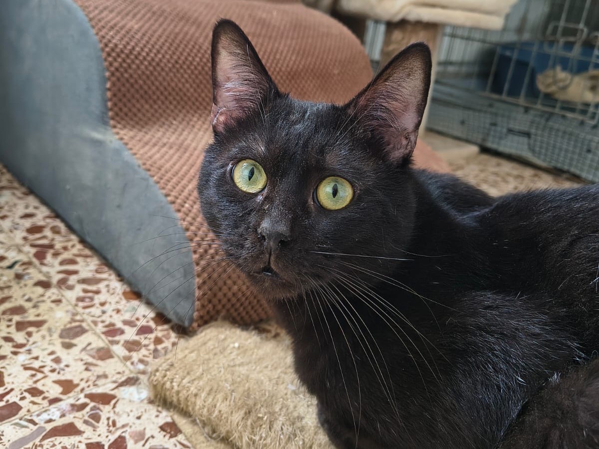 Adozione gatto, maschio, Razza sconosciuta Razza sconosciuta, 1 anno e 9 mesi, taglia non valida, Teramo