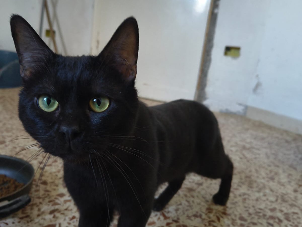 Adotta un gatto, maschio, 1 anno e 9 mesi, Teramo