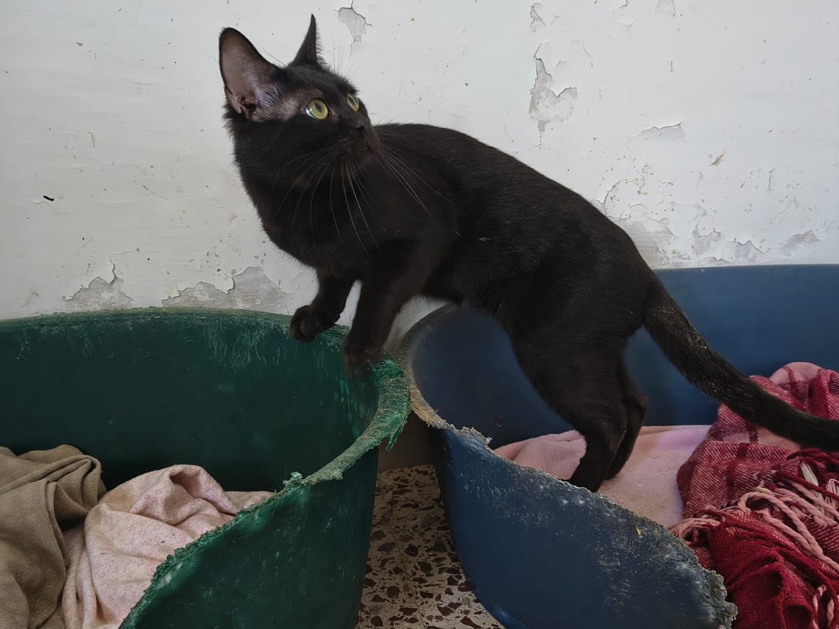 Adotta un gatto, taglia non valida, maschio, Teramo