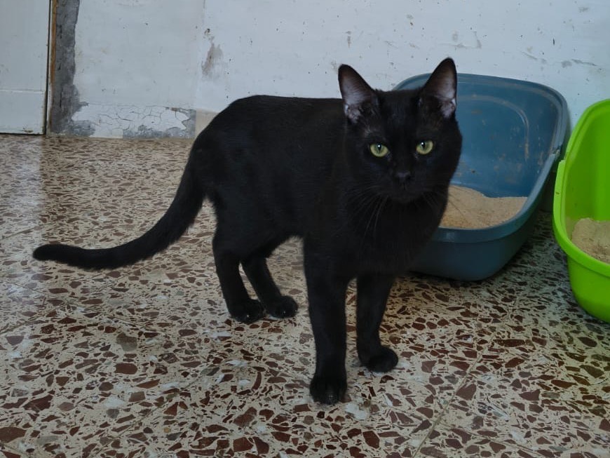 Vuoi adottare un gatto a Teramo?