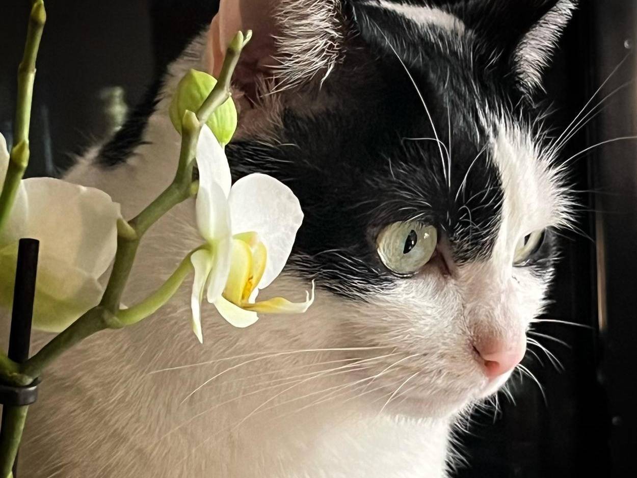 Adozione gatto, femmina, Razza sconosciuta Razza sconosciuta, 7 anni, taglia non valida, Torino