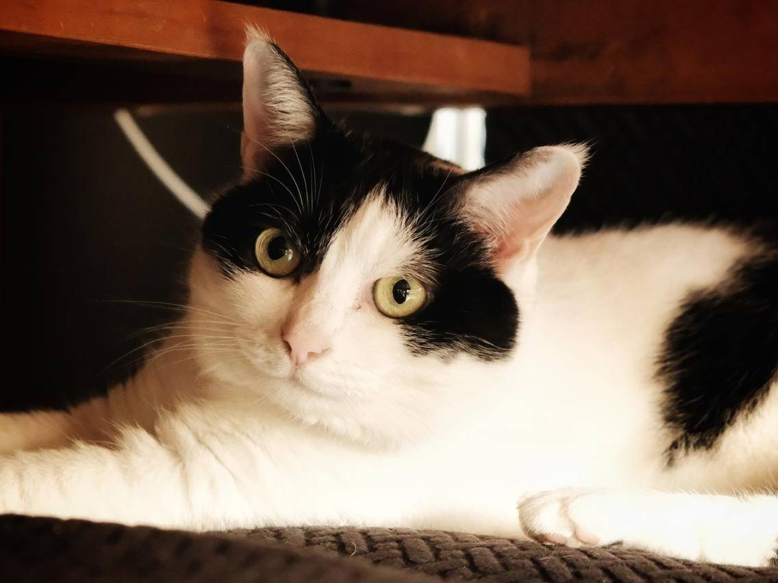 Adotta un gatto, taglia non valida, femmina, Torino