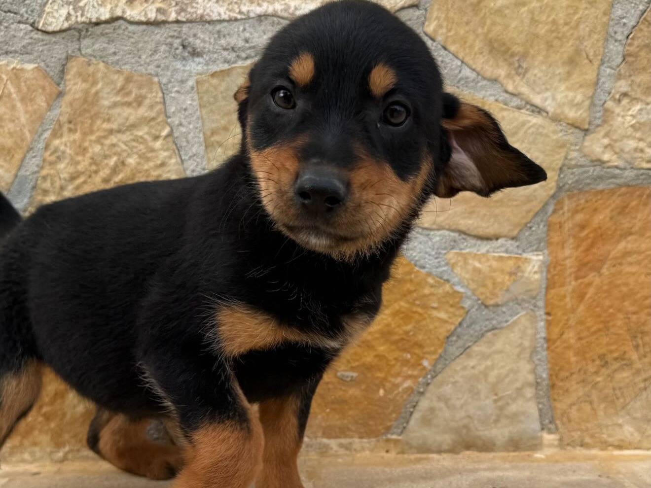 Adozione cane, femmina, Pastore maremmano Segugio, 2 mesi, taglia media, Matera