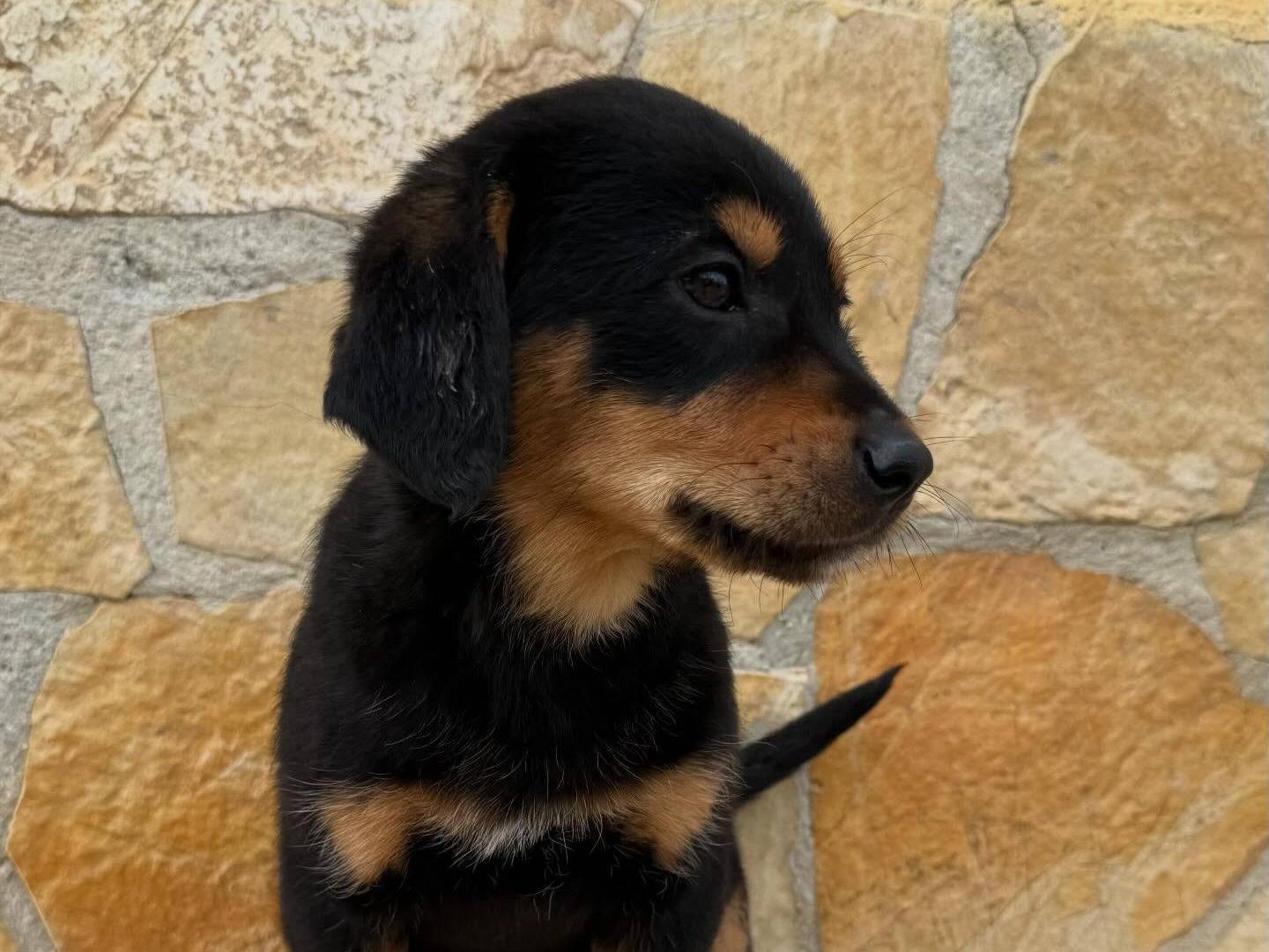 Adotta un cane, femmina, 2 mesi, Matera