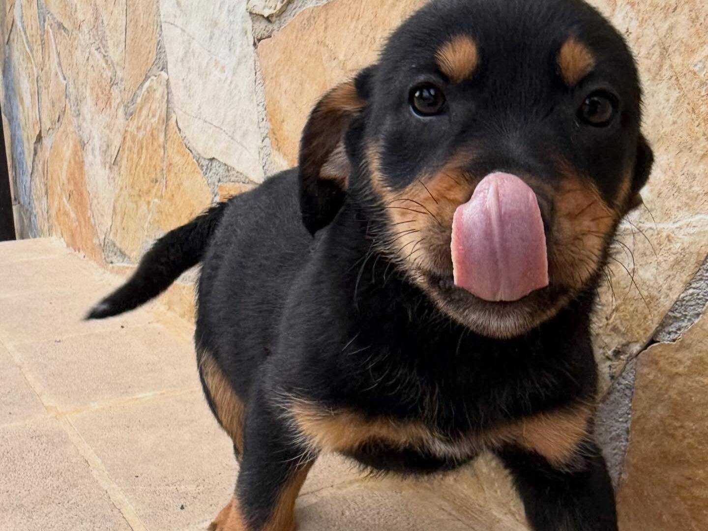 Adotta un cane, taglia media, femmina, Matera