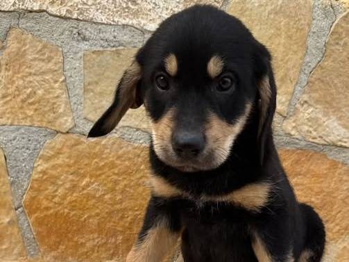 Adozione cane, maschio, Pastore maremmano Segugio, 2 mesi, taglia media, Matera