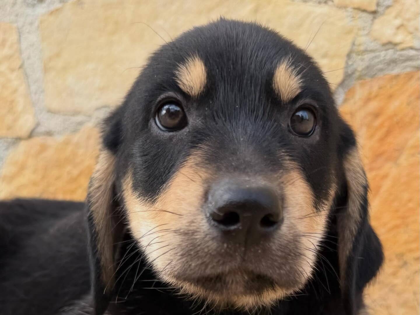 Adotta un cane, maschio, 2 mesi, Matera