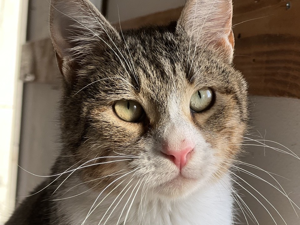 Adozione gatto, maschio, Razza sconosciuta Razza sconosciuta, 11 mesi, taglia non valida, Bari