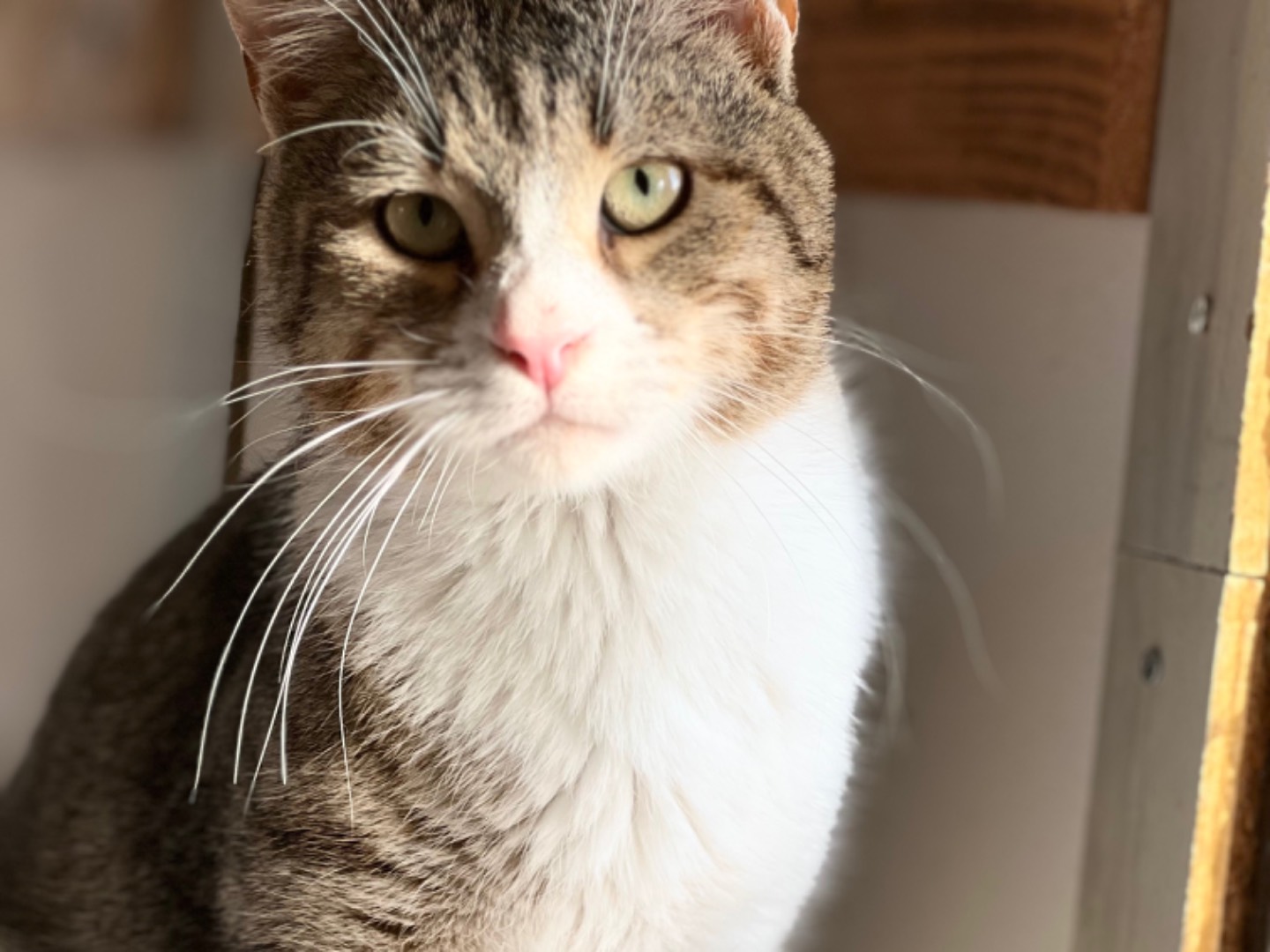 Adotta un gatto, maschio, 11 mesi, Bari