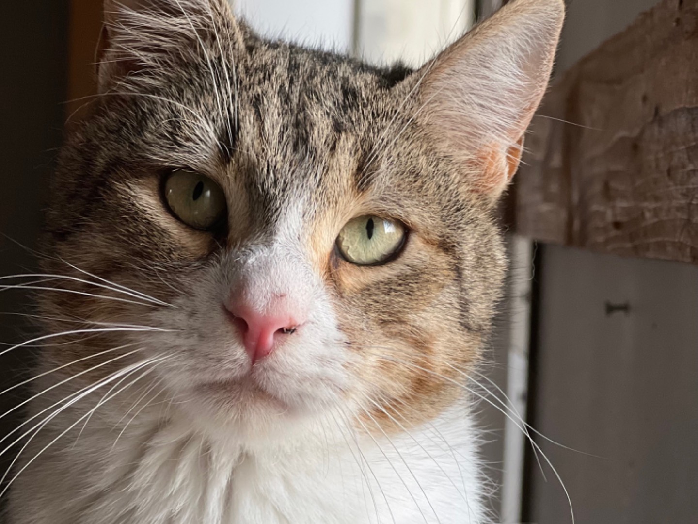 Adotta un gatto, taglia non valida, maschio, Bari