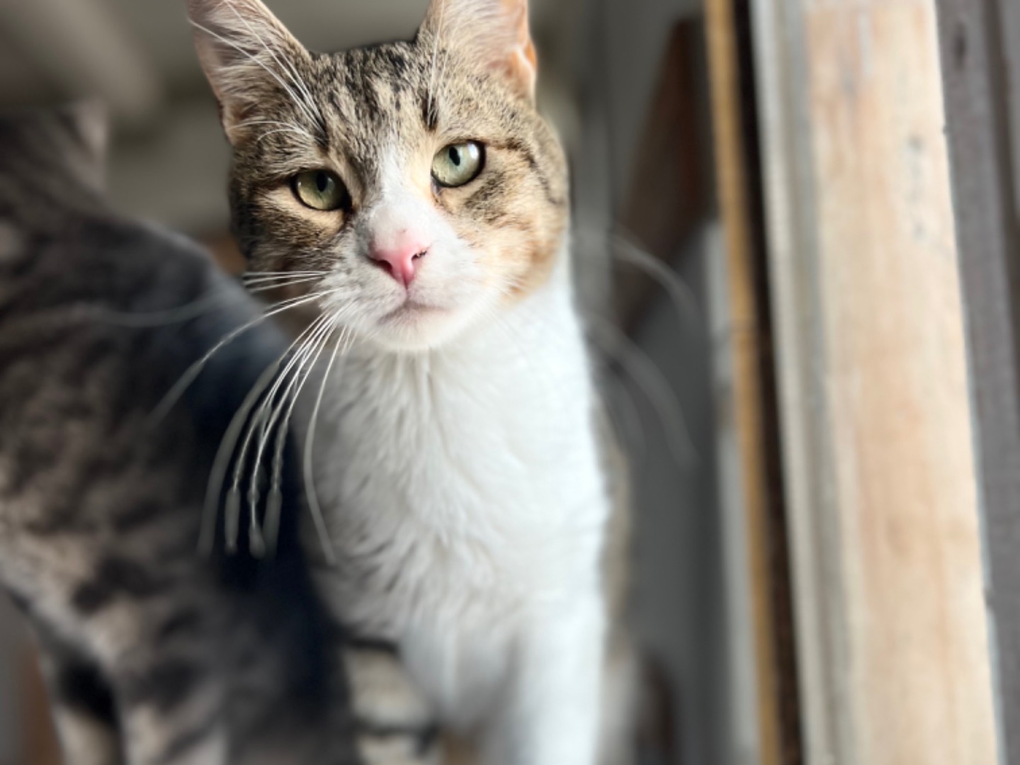 Vuoi adottare un gatto a Bari?