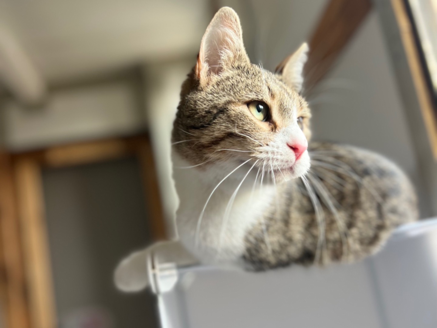 Adotta il gatto Rico a Bari