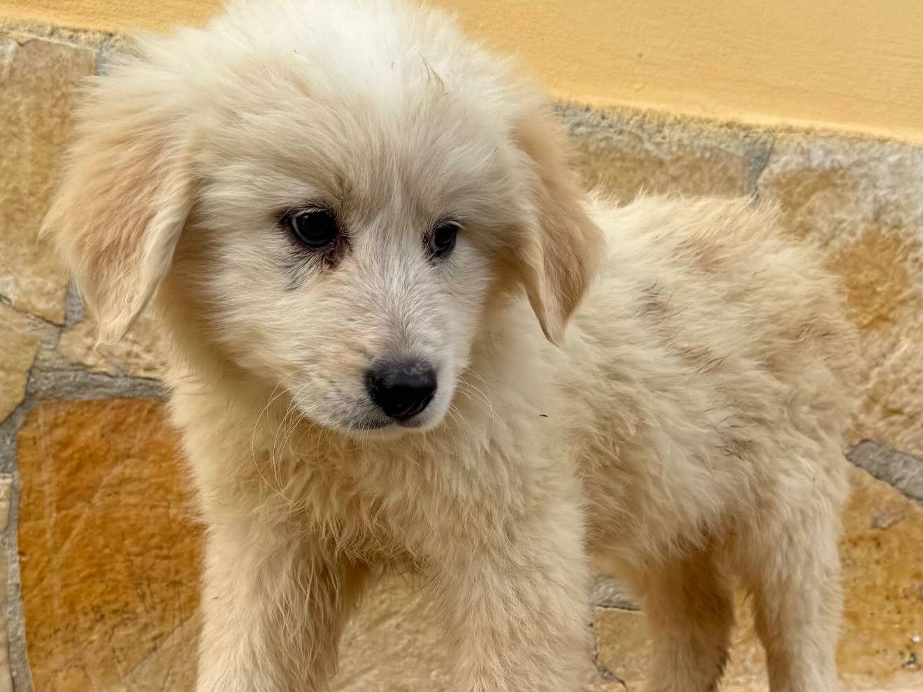 Adozione cane, maschio, Pastore maremmano Razza sconosciuta, 2 mesi, taglia grande, Matera