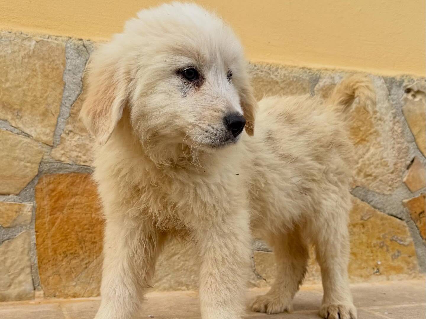 Adotta un cane, maschio, 2 mesi, Matera