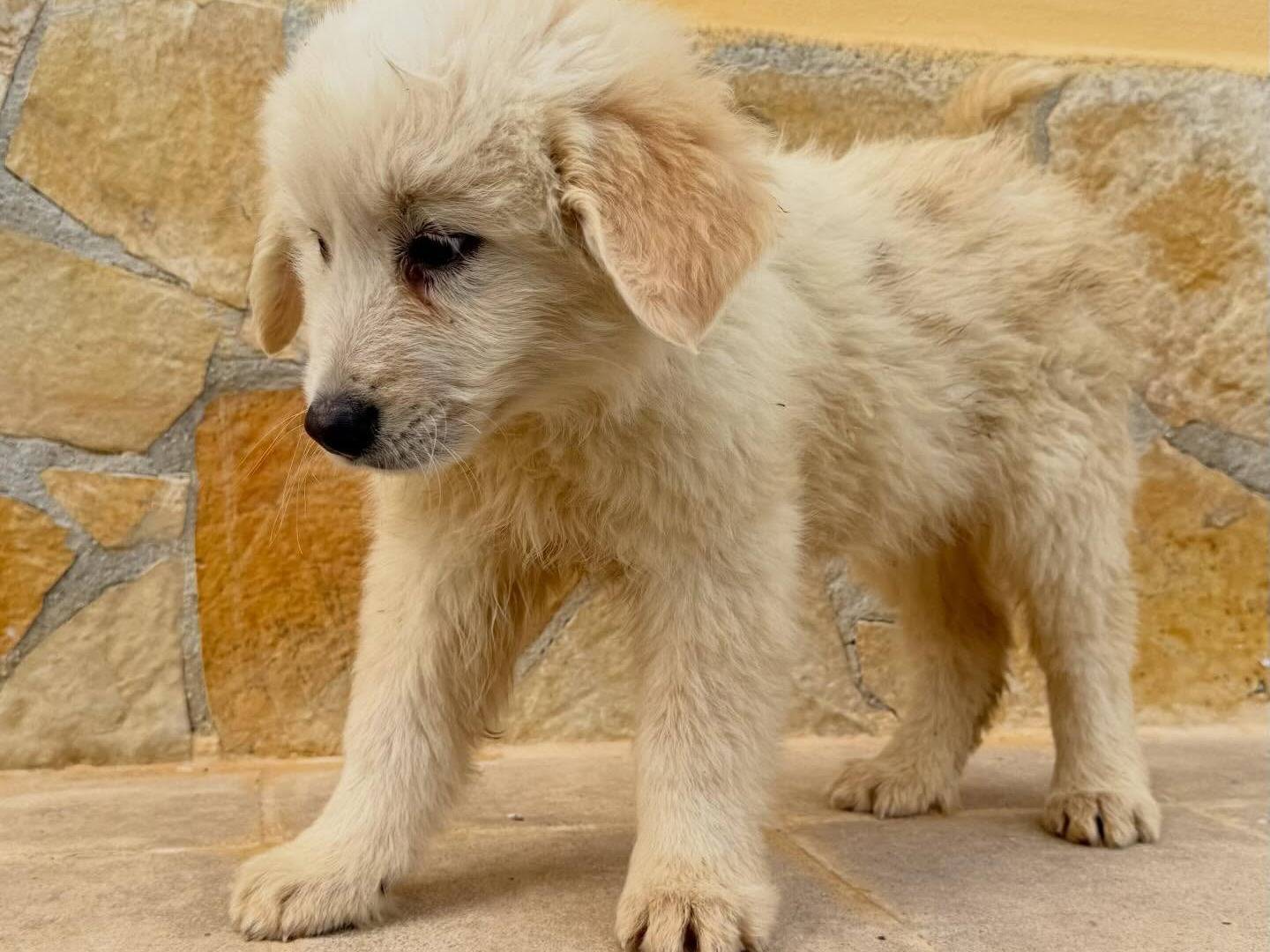Adotta un cane, taglia grande, maschio, Matera