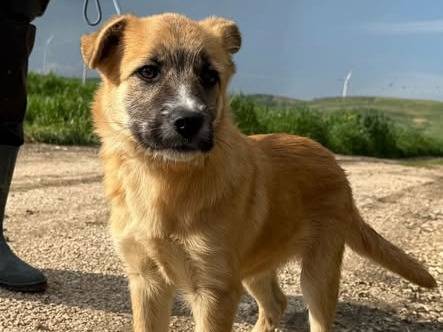 Adozione cane, maschio, Pastore tedesco Razza sconosciuta, 4 mesi, taglia media, Matera