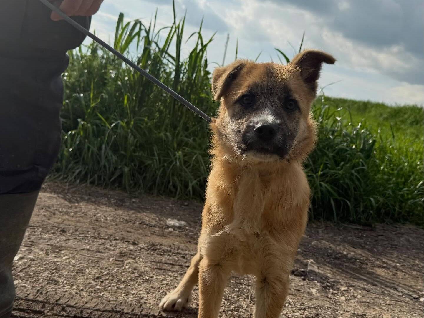 Adotta un cane, maschio, 4 mesi, Matera