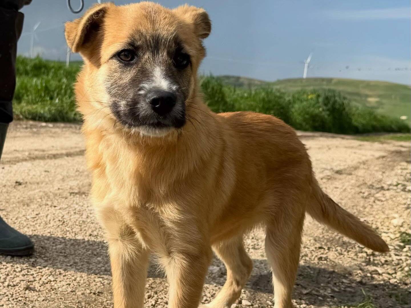 Adotta un cane, taglia media, maschio, Matera
