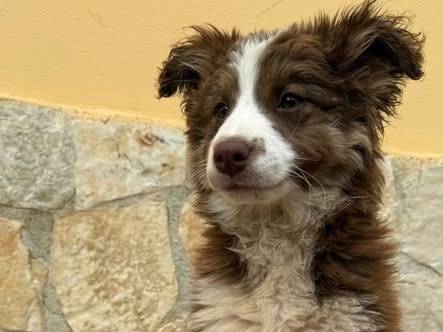 Adozione cane, maschio, Border Collie Razza sconosciuta, 3 mesi, taglia media, Matera