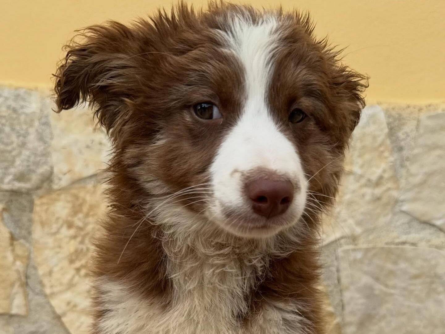 Adotta un cane, maschio, 3 mesi, Matera