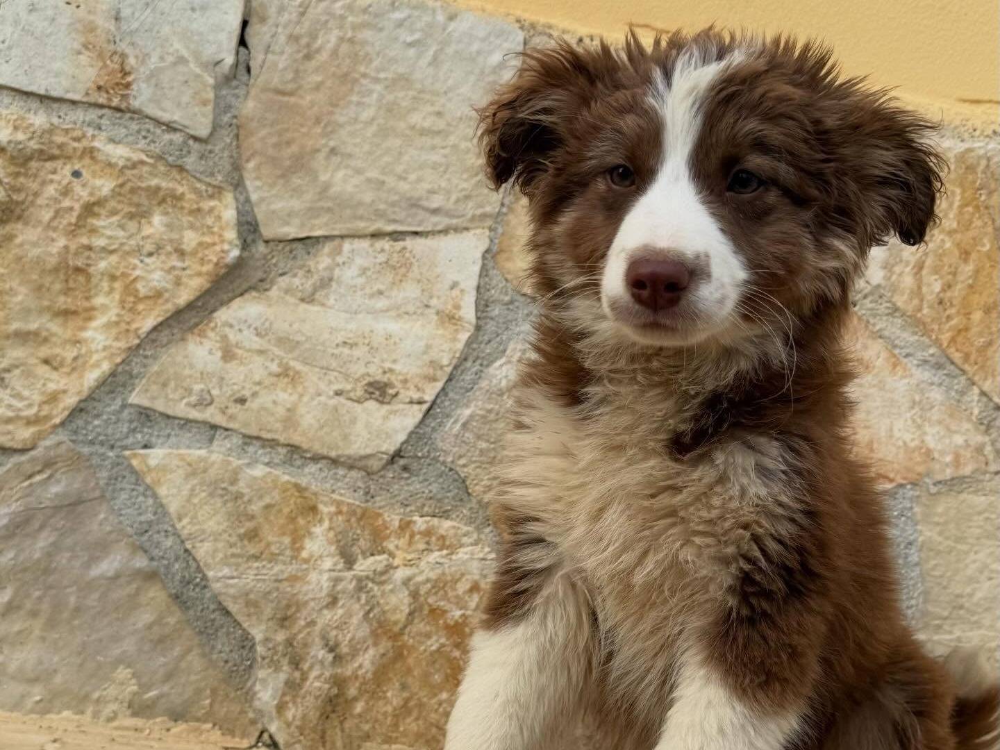 Adotta un cane, taglia media, maschio, Matera