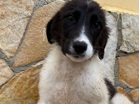 Adozione cane, femmina, Pastore maremmano Razza sconosciuta, 3 mesi, taglia grande, Matera