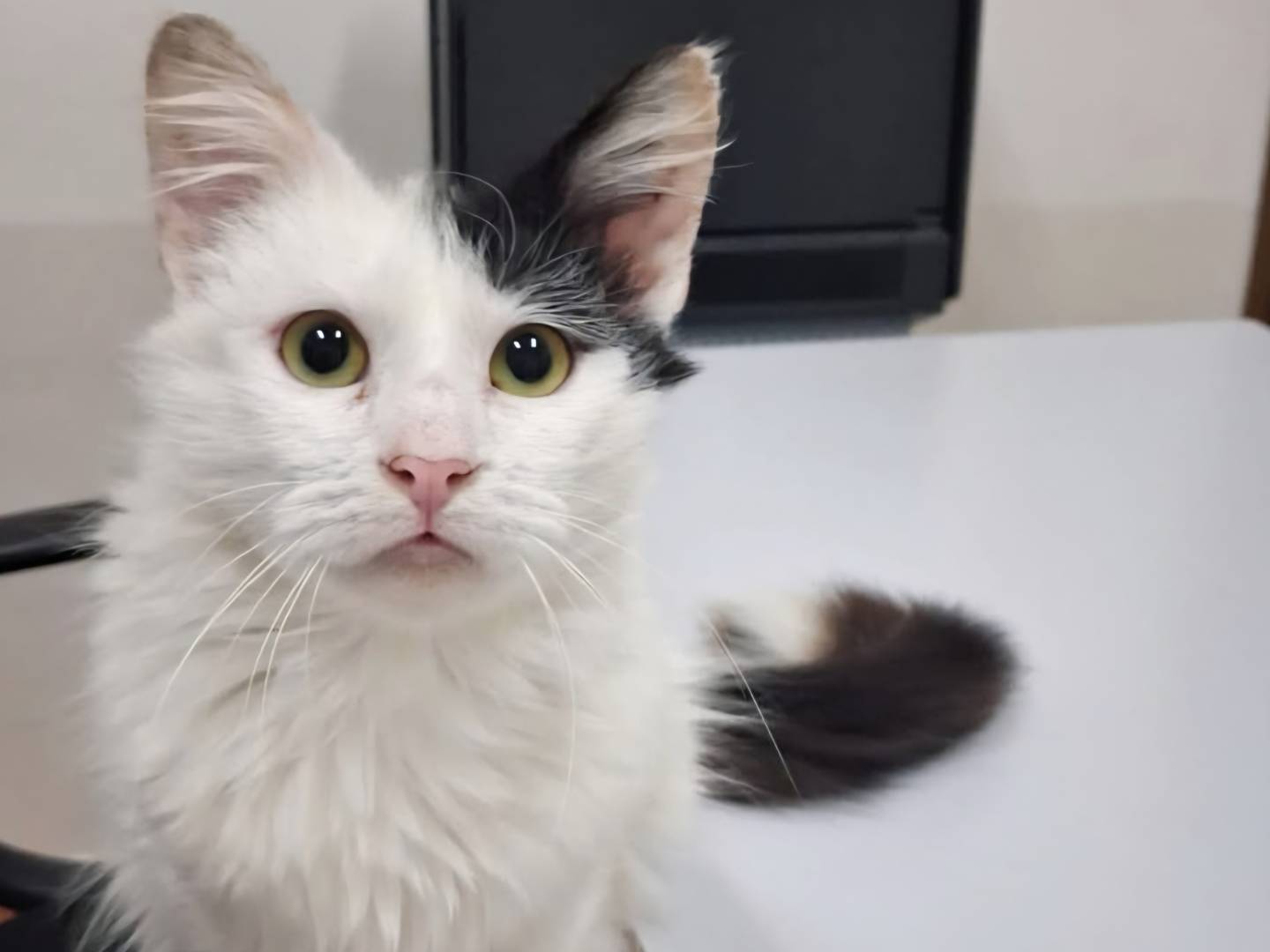 Adozione gatto, maschio, Razza sconosciuta Razza sconosciuta, 4 mesi, taglia non valida, Reggio