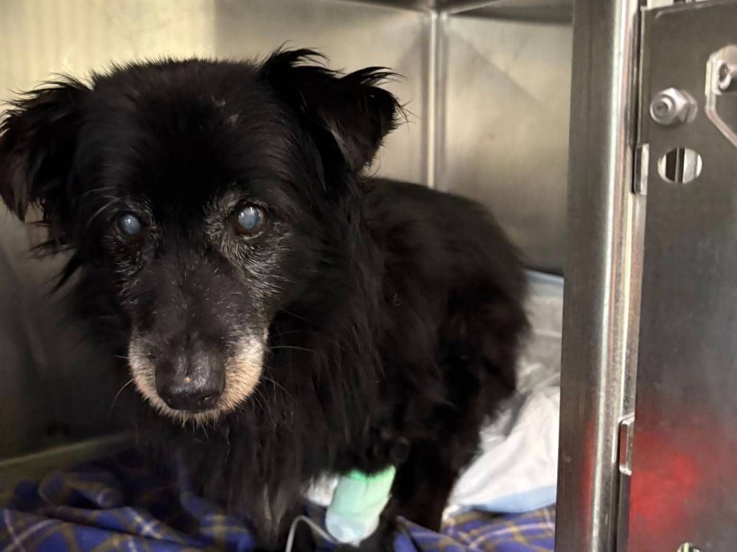 Vuoi adottare un cane a Ancona?