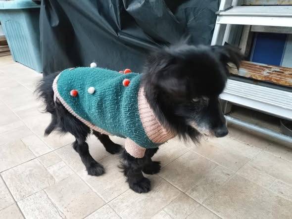 Adotta il cane NERONE a Ancona