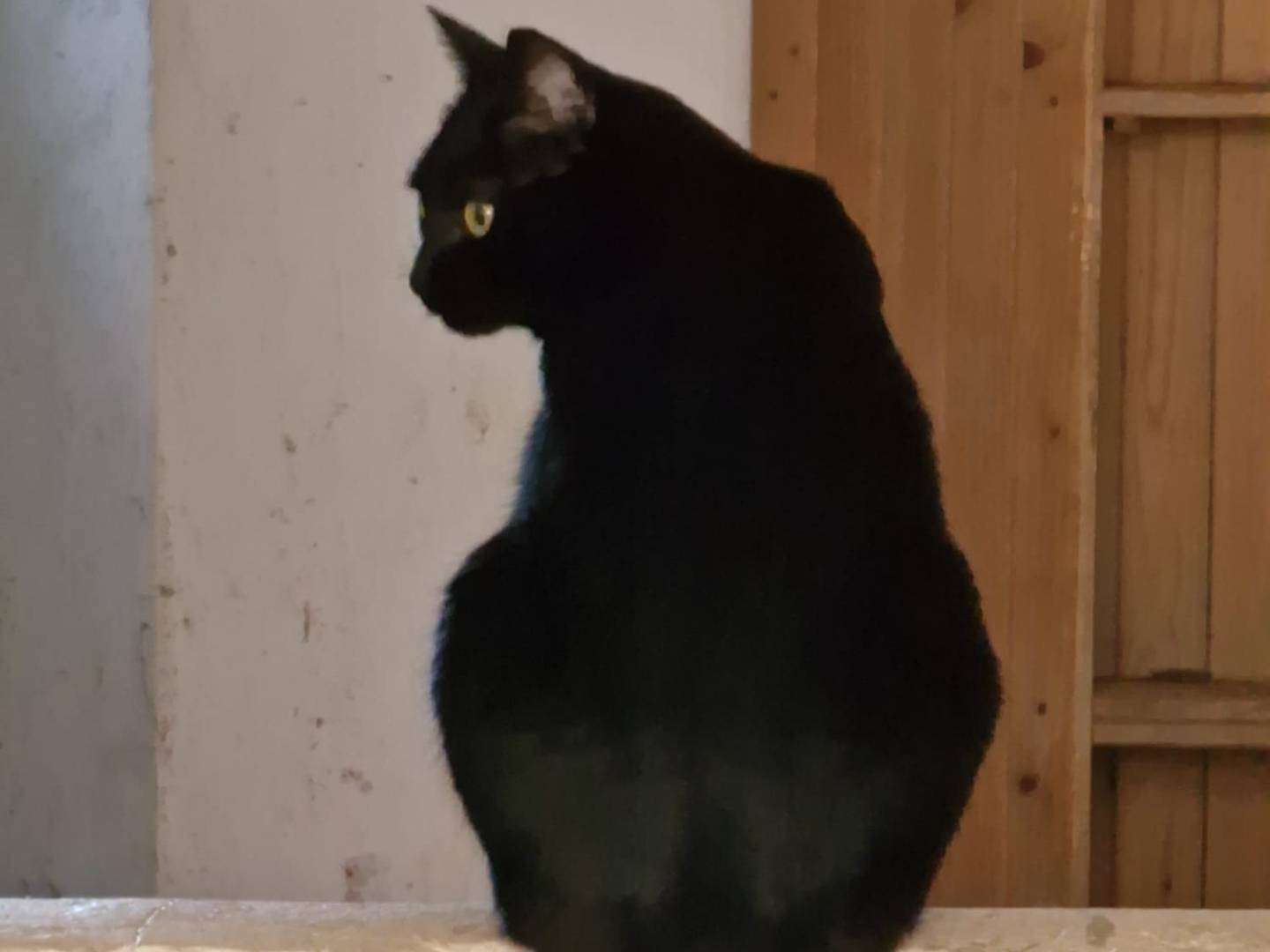 Adozione gatto, femmina, Razza sconosciuta Razza sconosciuta, 1 anno e 9 mesi, taglia non valida, Ancona