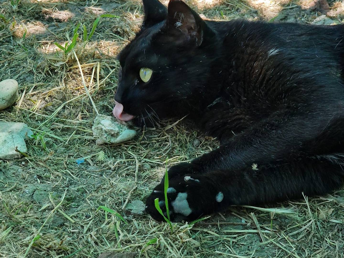 Adotta un gatto, femmina, 1 anno e 9 mesi, Ancona