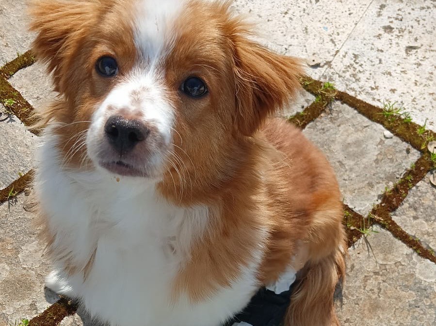 Adotta un cane, femmina, 5 mesi, Avellino