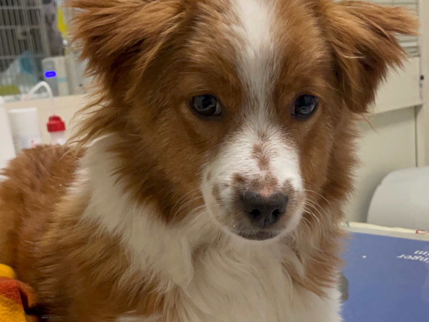 Adotta un cane, taglia piccola, femmina, Avellino