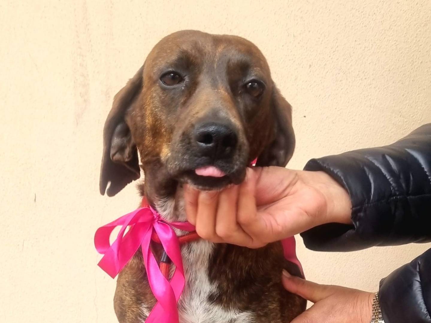 Adotta il cane Sole a Taranto