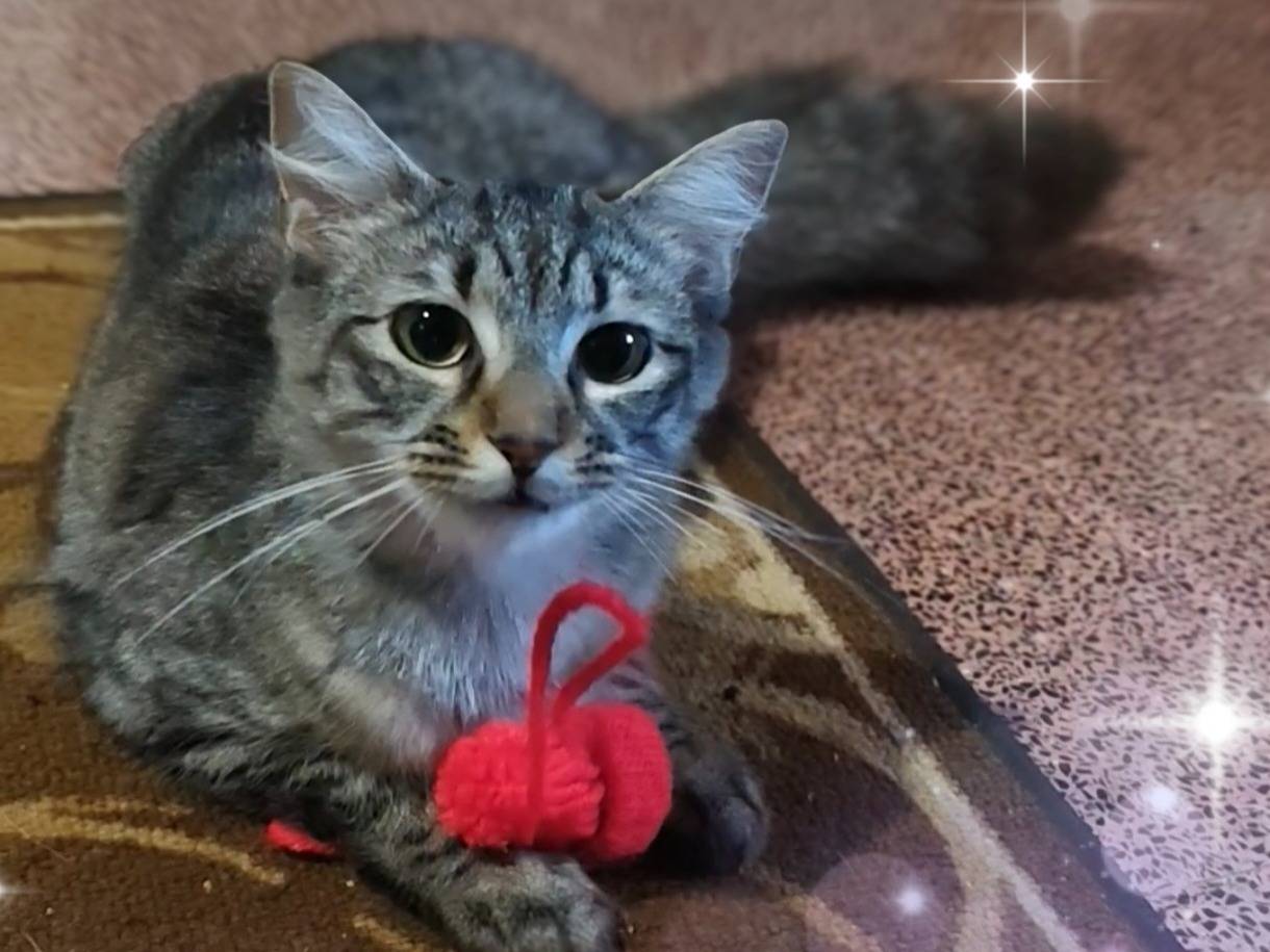 Adozione gatto, femmina, Razza sconosciuta Razza sconosciuta, 7 mesi, taglia non valida, Taranto