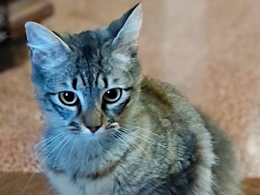 Adotta un gatto, femmina, 7 mesi, Taranto