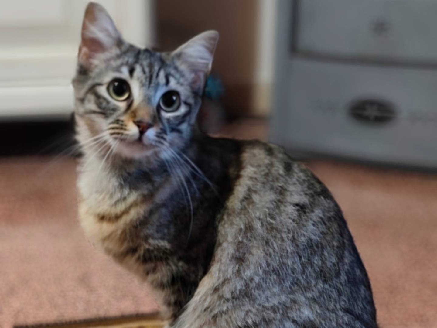 Adotta un gatto, taglia non valida, femmina, Taranto