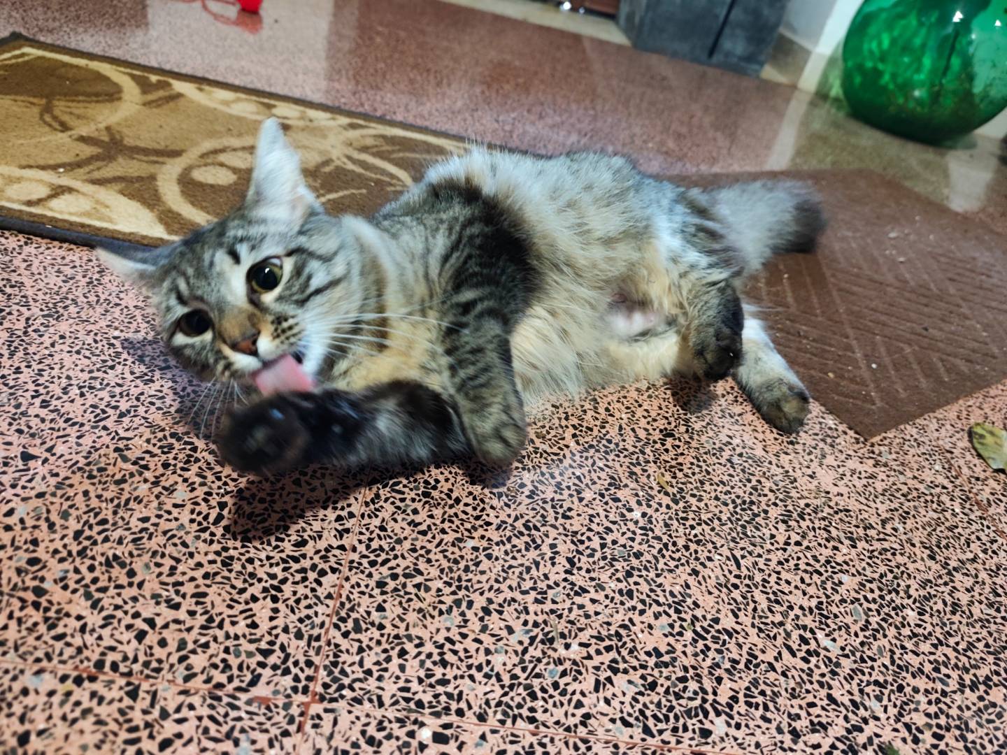 Adotta il gatto Ginevra a Taranto