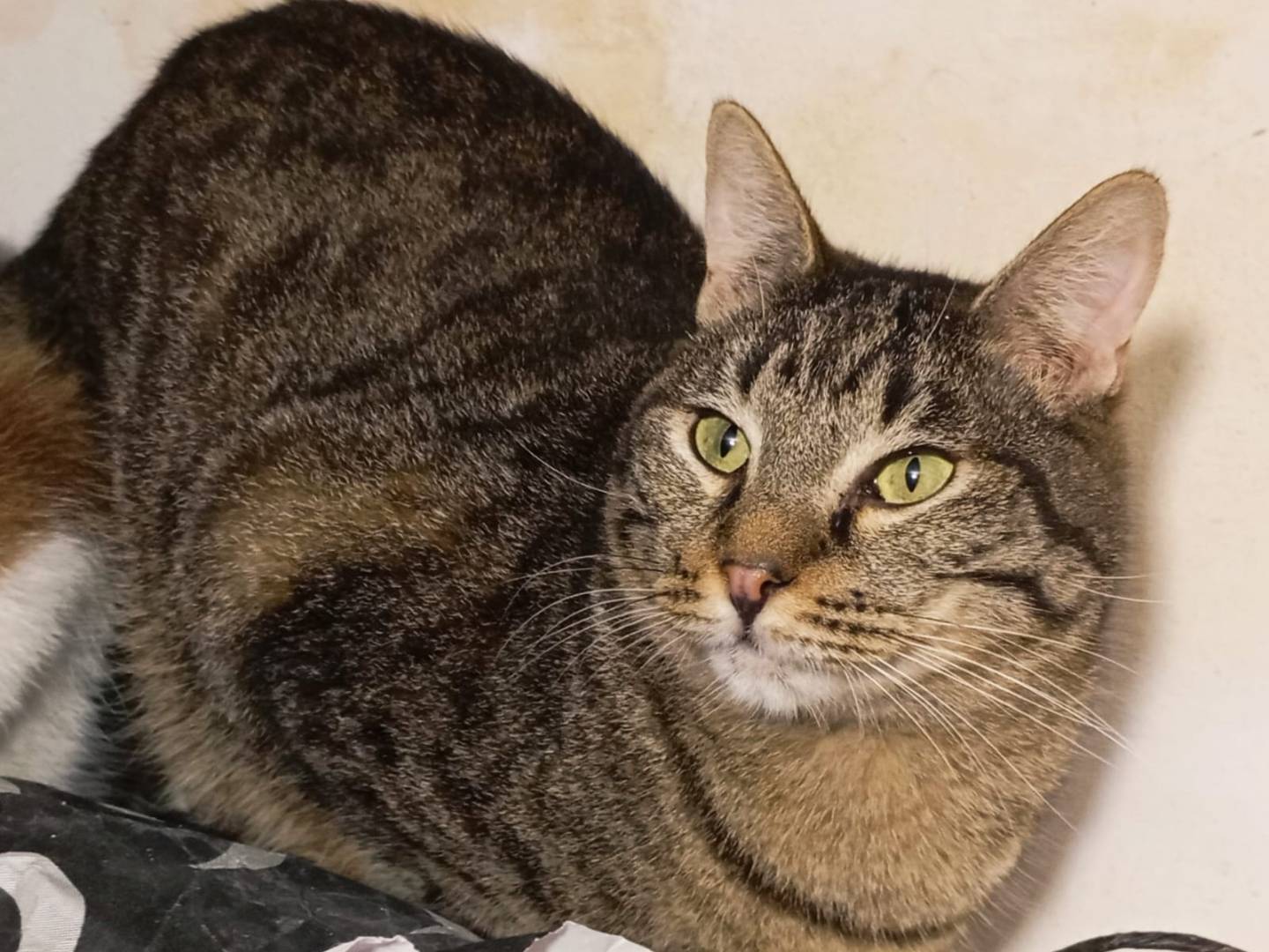 Adozione gatto, maschio, Razza sconosciuta Razza sconosciuta, 11 mesi, taglia non valida, Taranto