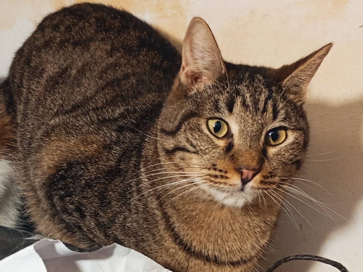 Adotta un gatto, maschio, 11 mesi, Taranto