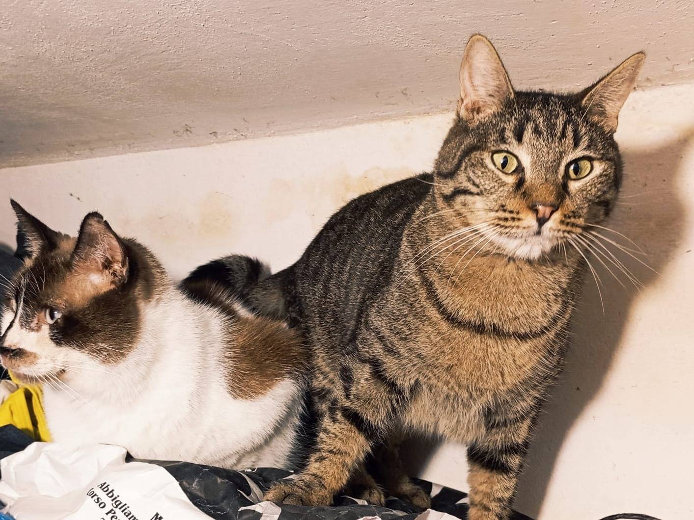 Adotta un gatto, taglia non valida, maschio, Taranto