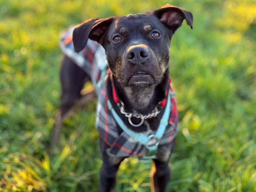 Adozione cane, maschio, Pointer Bracco, 5 anni e 3 mesi, taglia media, Bergamo