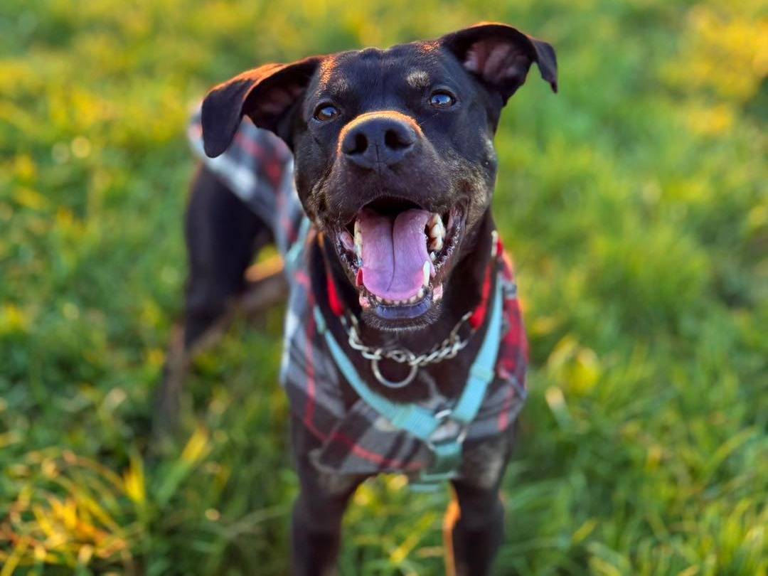 Adotta un cane, maschio, 5 anni e 3 mesi, Bergamo