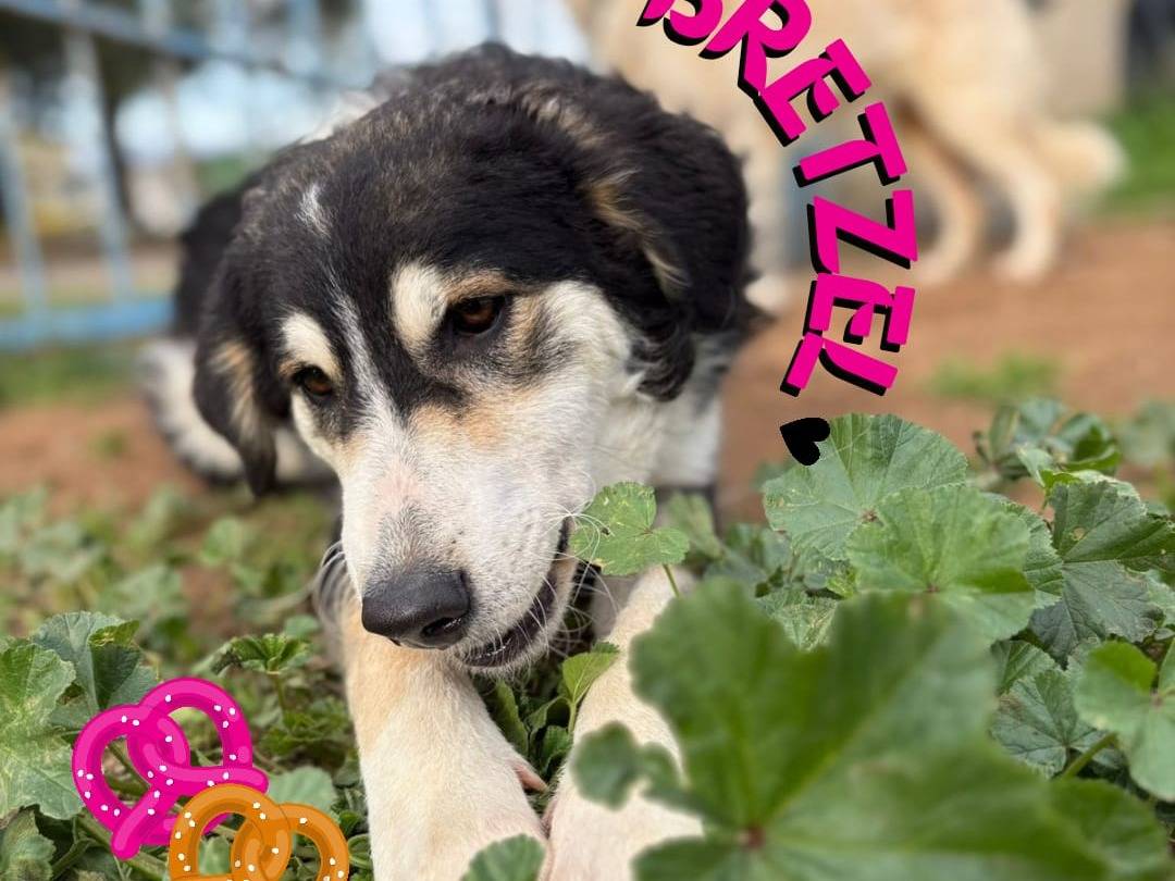 Adozione cane, femmina, Razza sconosciuta Razza sconosciuta, 9 mesi, taglia media, Crotone