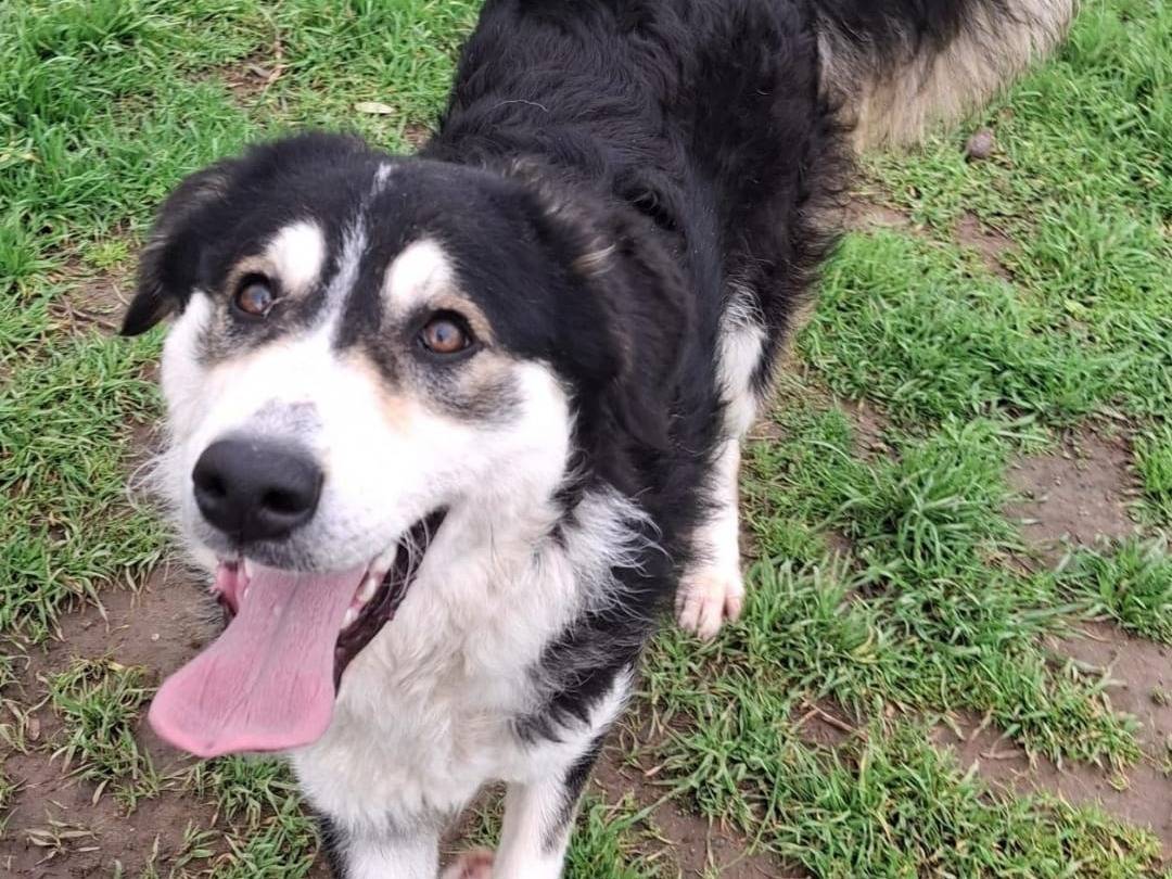 Adotta un cane, femmina, 9 mesi, Crotone