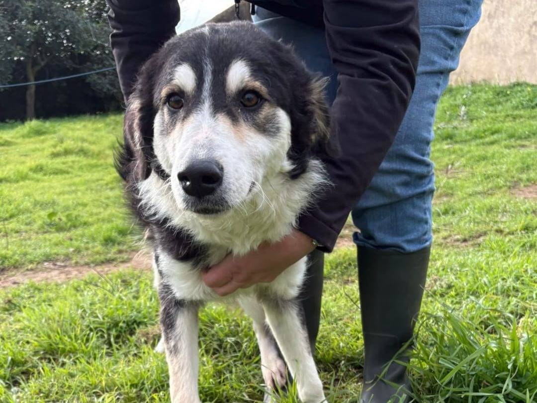 Adotta un cane, taglia media, femmina, Crotone