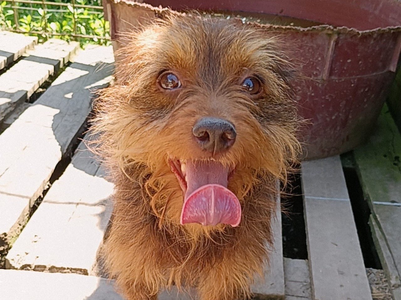 Adozione cane, maschio, Razza sconosciuta Razza sconosciuta, 3 anni, taglia piccola, Avellino