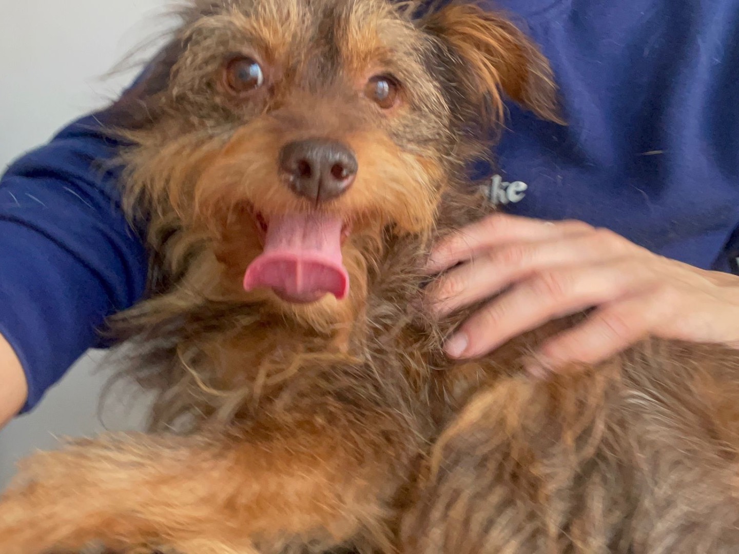 Adotta un cane, taglia piccola, maschio, Avellino