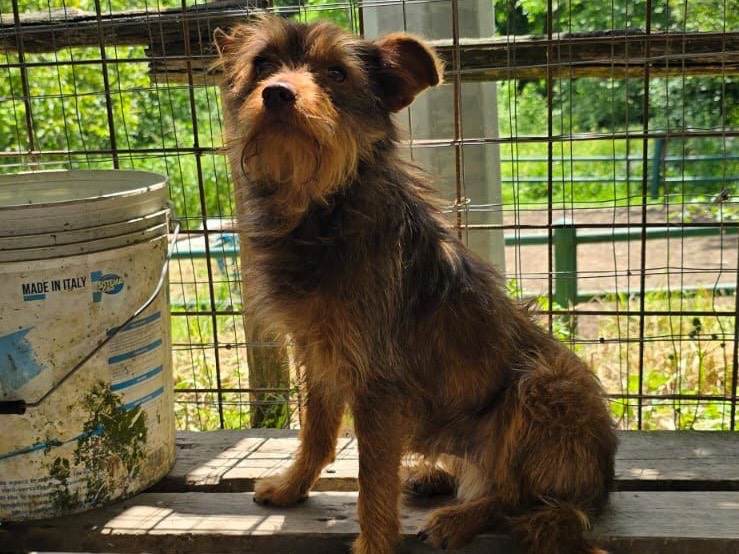 Vuoi adottare un cane a Avellino?