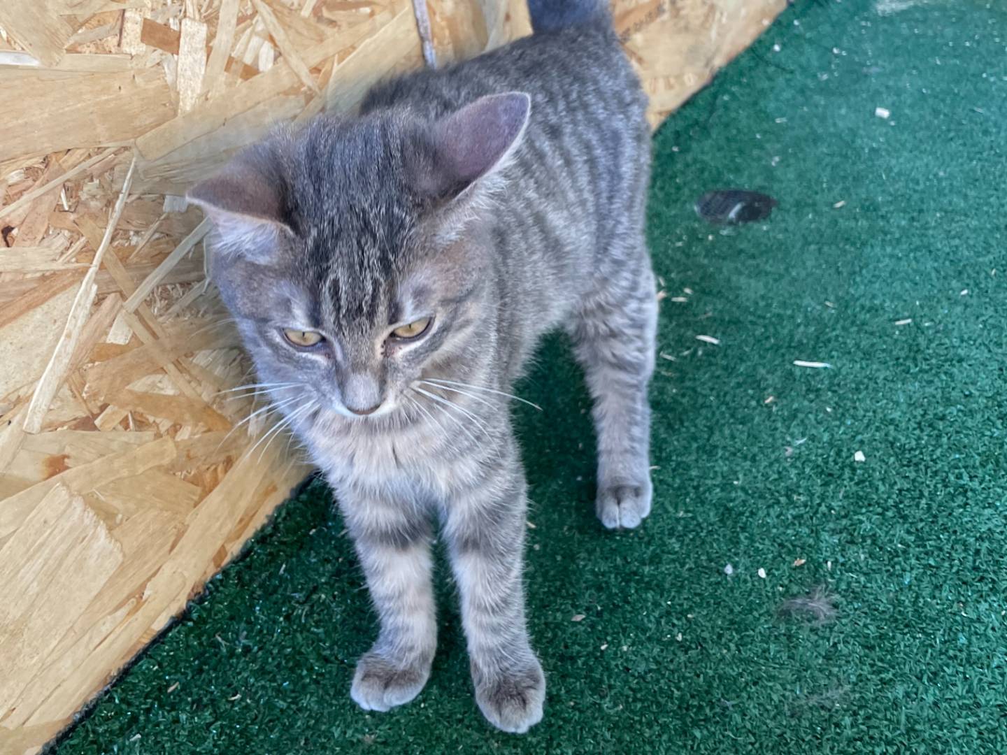 Adozione gatto, femmina, Razza sconosciuta Razza sconosciuta, 8 mesi, taglia non valida, Sud